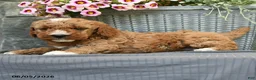 Miniature Poodle dogs for sale: Twix - Ad 4
