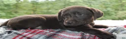 Labrador Retriever dogs for sale: Dielsel - Ad 3