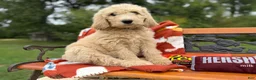 Labradoodle dogs for sale: Zella (Girl) - Ad 6