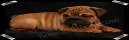 English Bulldog dogs for sale: Raven (F) - Ad 10