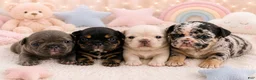 French Bulldog dogs for sale: Dolly - Ad 6