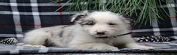 Border Collie dogs for sale: missy - Ad 1