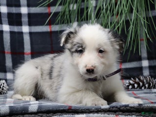 Border Collie dogs missy - Ad 2