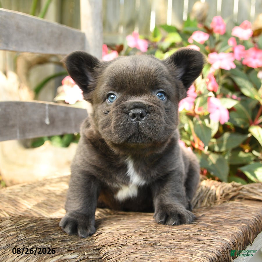 French Bulldog dogs Wooly Pooly - Ad 1