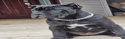 Cane Corso dogs for sale: QUEENIE - Ad 9