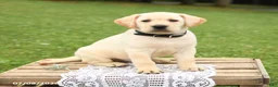 Labrador Retriever dogs for sale: Muffin - Ad 2