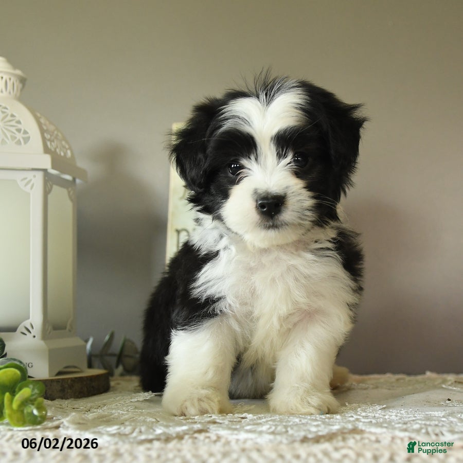 Mixed Breed dogs for sale: Jerry - Ad 3