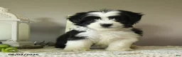 Mixed Breed dogs for sale: Jerry - Ad 1