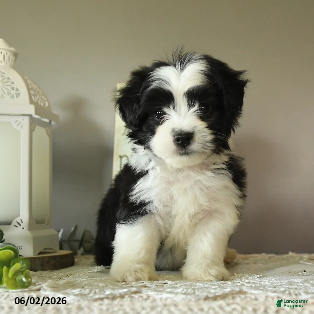 Mixed Breed dogs for sale: Jerry - Ad 1