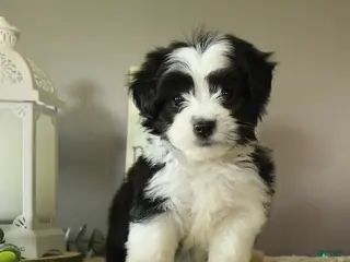Mixed Breed dogs for sale: Jerry - Ad 3