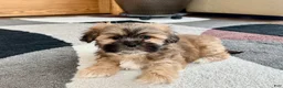 Lhasa Apso dogs for sale: Loki - Ad 2