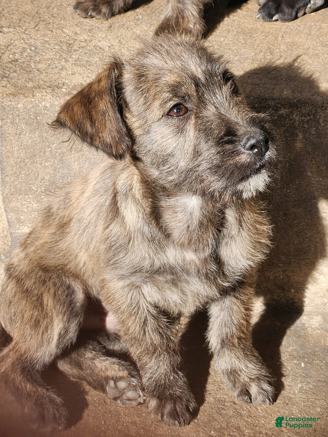 Gallery Image {{count}}