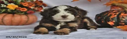 Bernedoodle dogs for sale: Jewel - Ad 3