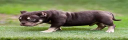 American Bully dogs for sale: Chocolate Tri Yogi Son - Ad 4
