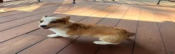 Welsh Corgi Pembroke dogs for sale: BENNY - Ad 4