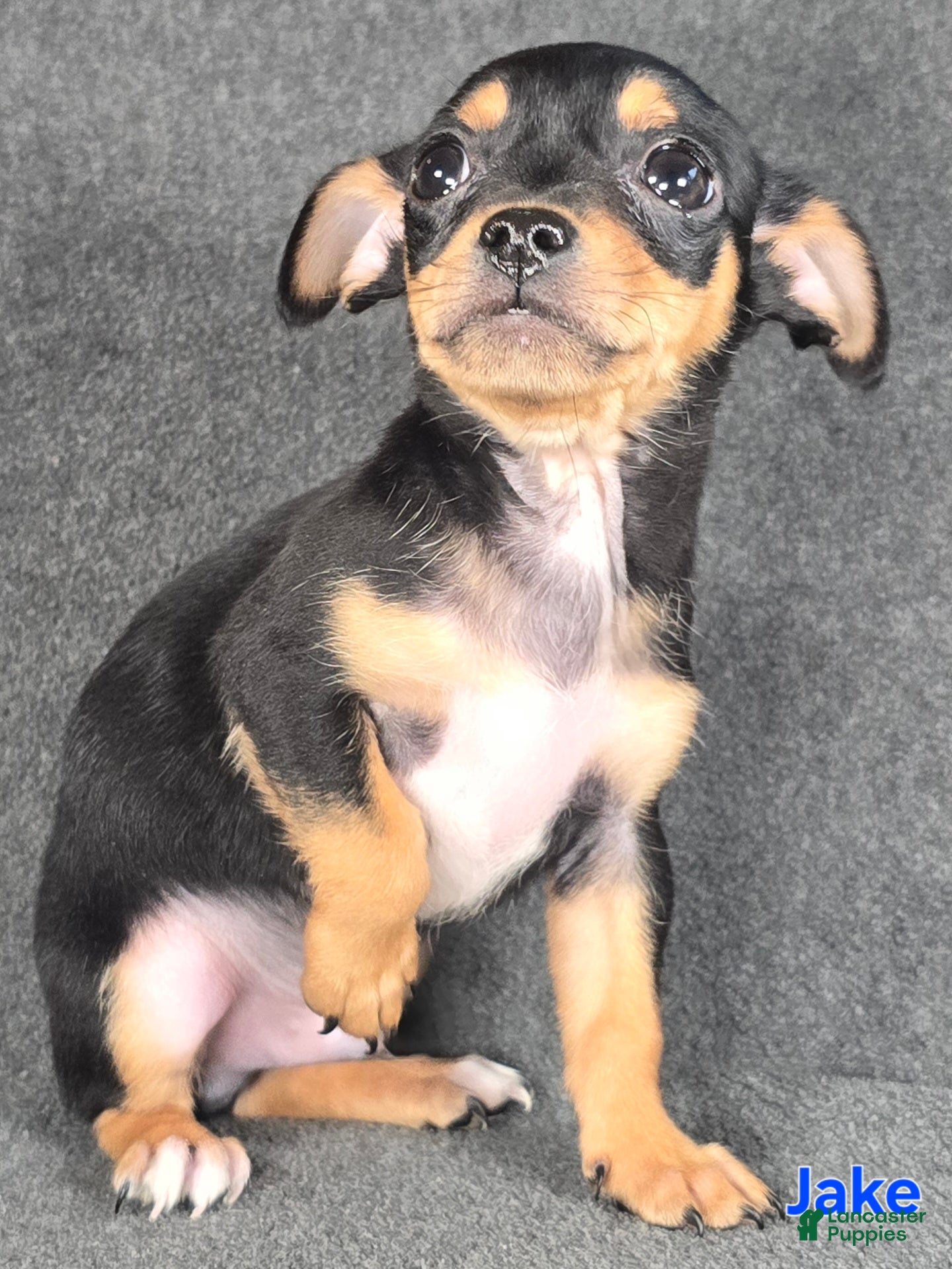 Chihuahua dogs Jake - Ad 39