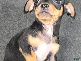 Chihuahua dogs Jake - Ad 13