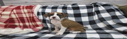 Boxer dogs for sale: Duke - Ad 2