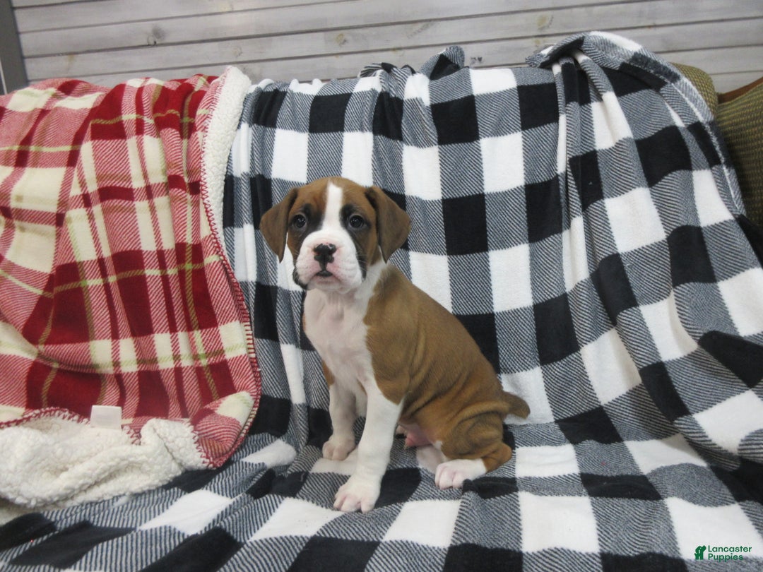 Boxer dogs for sale: Duke - Ad 2