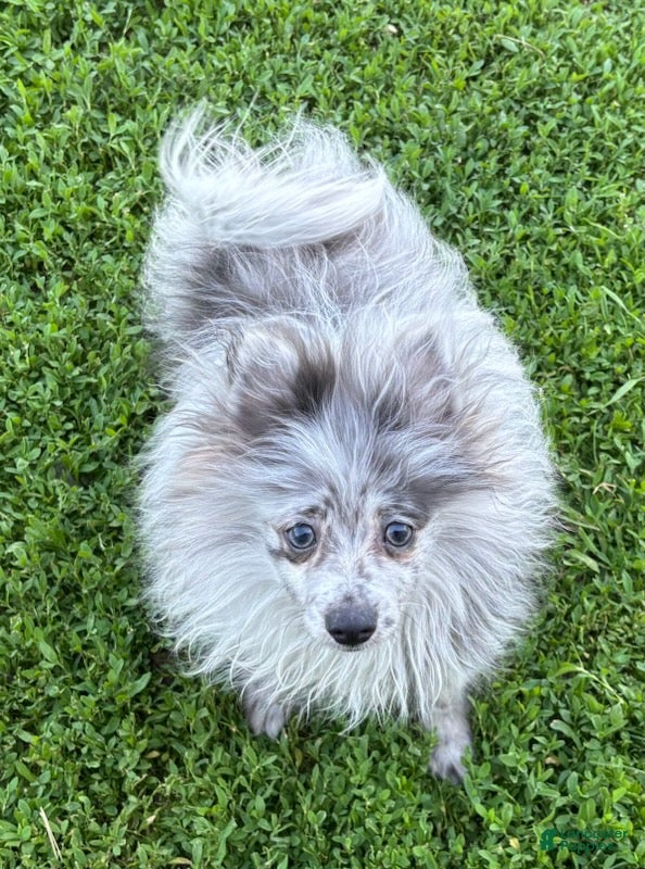 Pomeranian dogs Blue Merle  - Ad 1