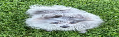 Blue Merle 