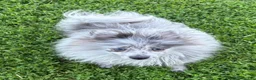 Pomeranian dogs for sale: Blue Merle  - Ad 1