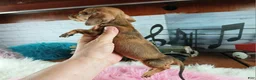 Miniature Dachshund dogs for sale: Suzies Teacup red girl. Hand Delivery  - Ad 10