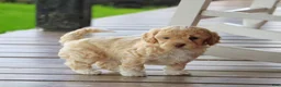 Mixed Breed dogs for sale: Cooper  - Ad 5