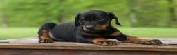 Doberman Pinscher dogs for sale: Duke (Black Rust)🐶🤎✨ - Ad 12