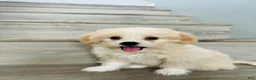 Maltipom dogs for sale: Maltipom 1 - Ad 1