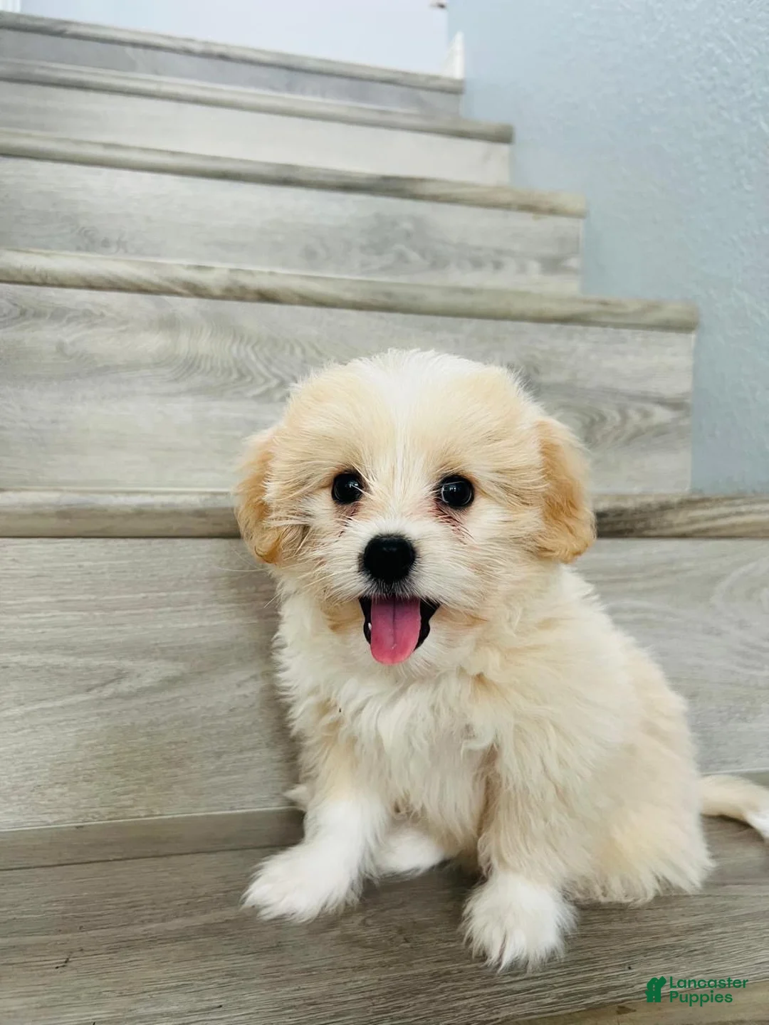 Maltipom dogs for sale: Maltipom 1 - Ad 1