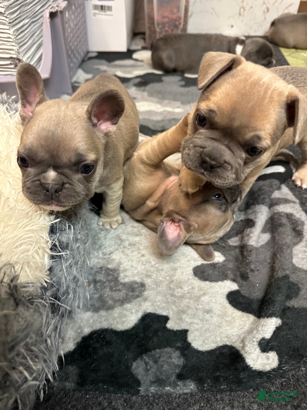 French Bulldog dogs for sale: Hugo - Ad 7