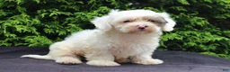 Teddy Bear dogs for sale: Hickory - Ad 3