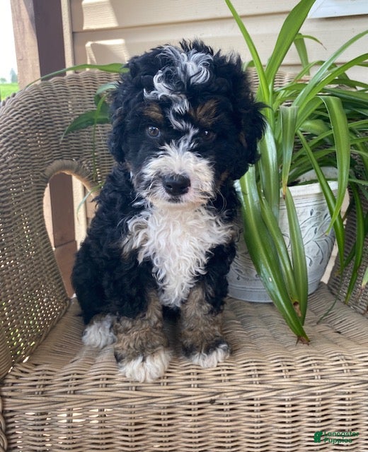 Mini Bernedoodle dogs Carla - Ad 2