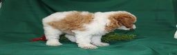 Miniature Poodle dogs for sale: Olaf - Ad 7