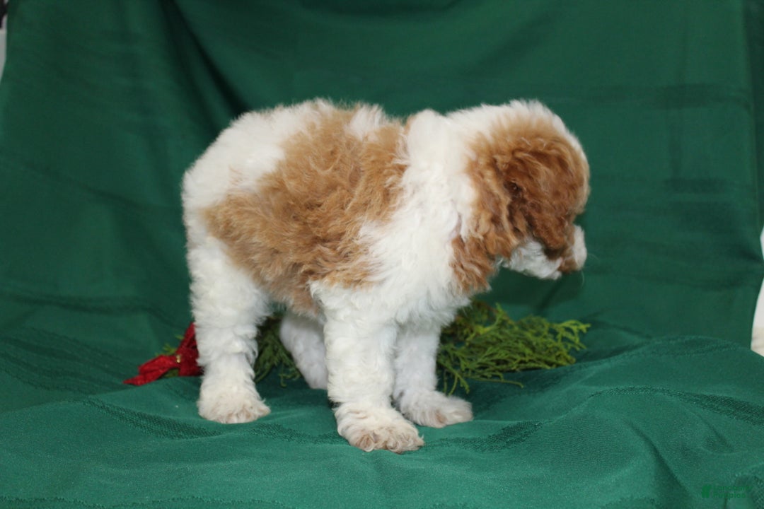 Miniature Poodle dogs for sale: Olaf - Ad 7