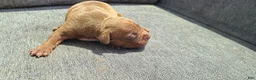 American Bully dogs for sale: Jacob - Ad 4
