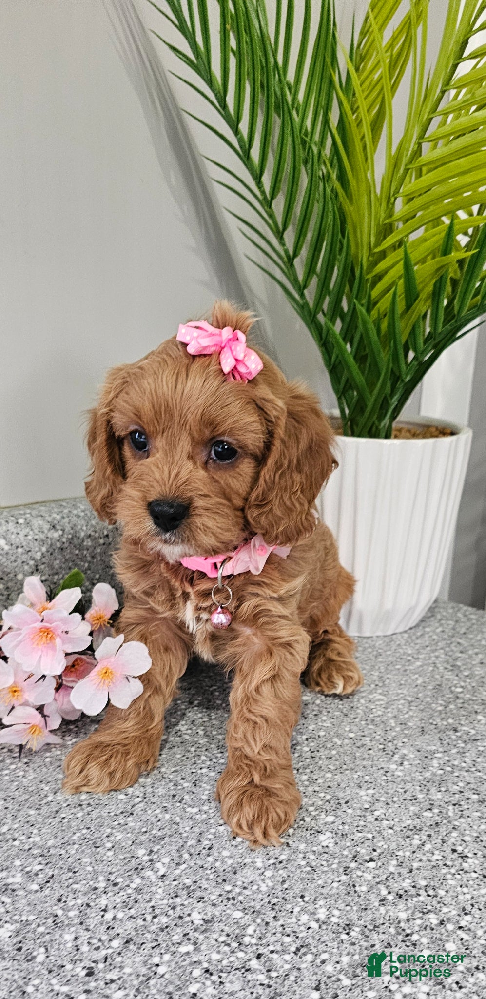 Cavapoo dogs Cavapoo Puppy 1 - Ad 1