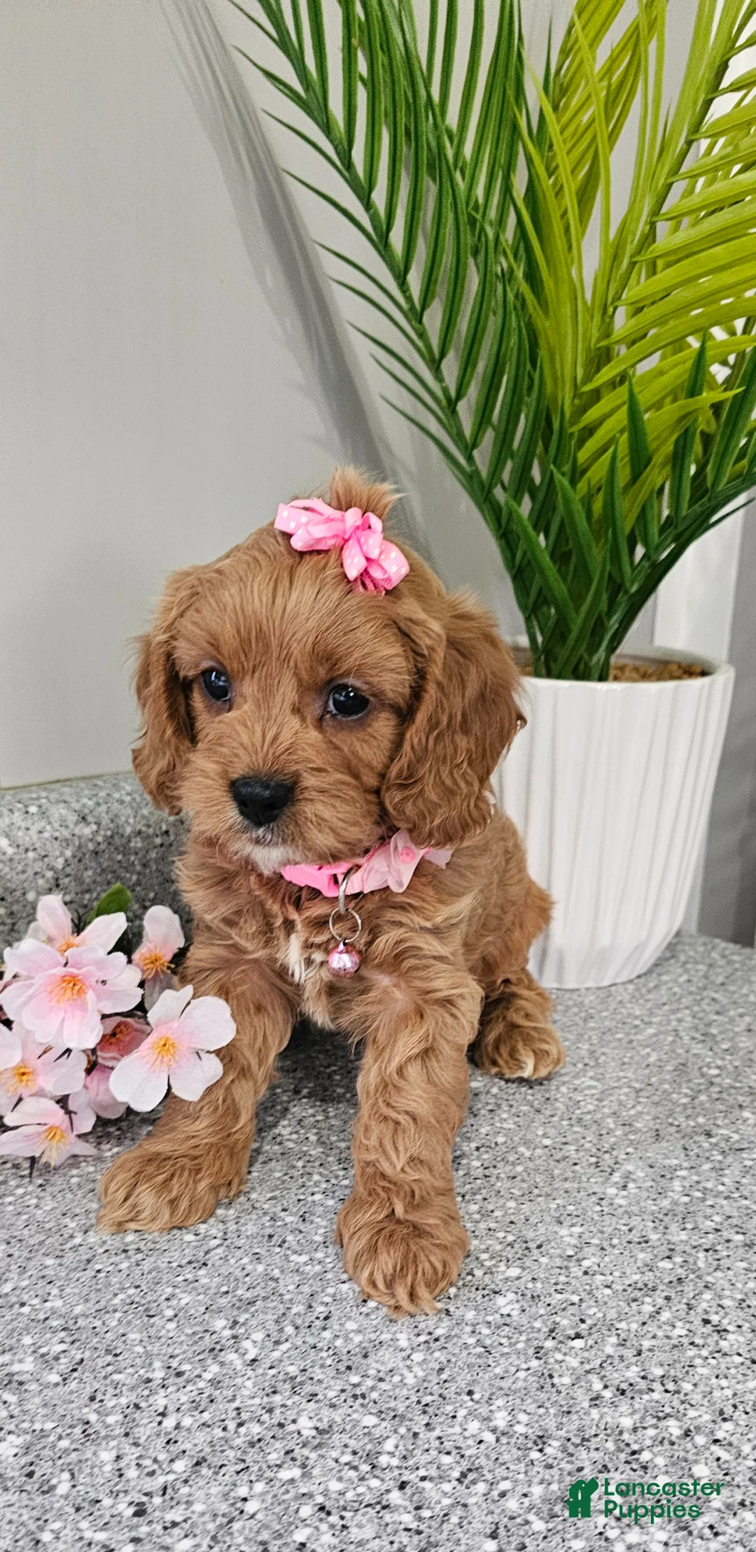 Cavapoo dogs for sale: Cavapoo Puppy 1 - Ad 1