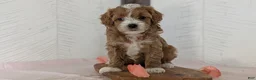 Cavapoo dogs for sale: River - Ad 3