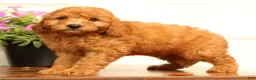 Mini Goldendoodle dogs for sale: Fido - Ad 7