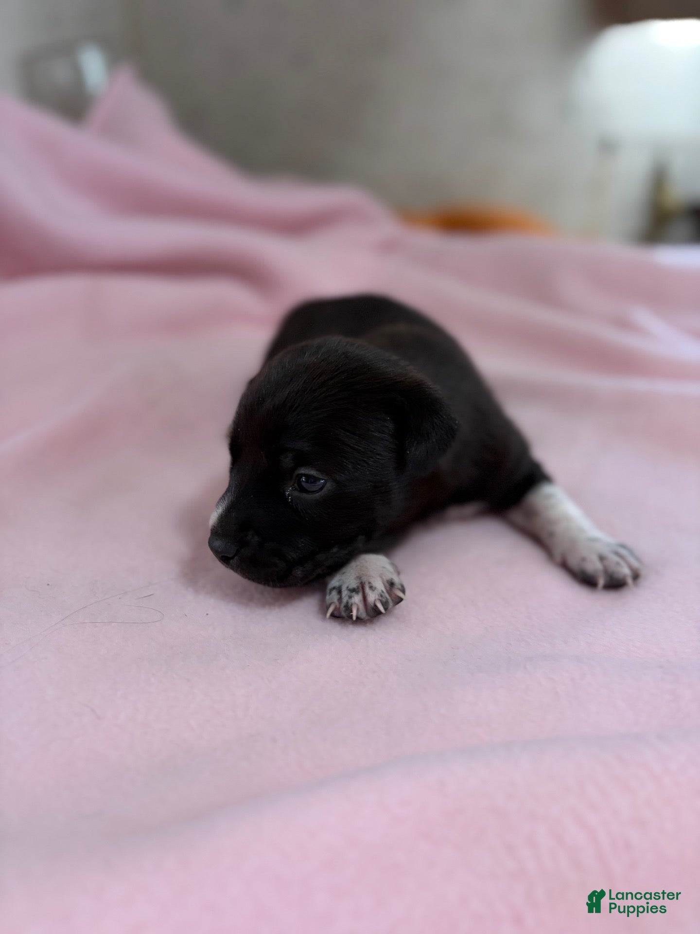 Chinese Crested dogs for sale: Chinese Crested 5 - Ad 31