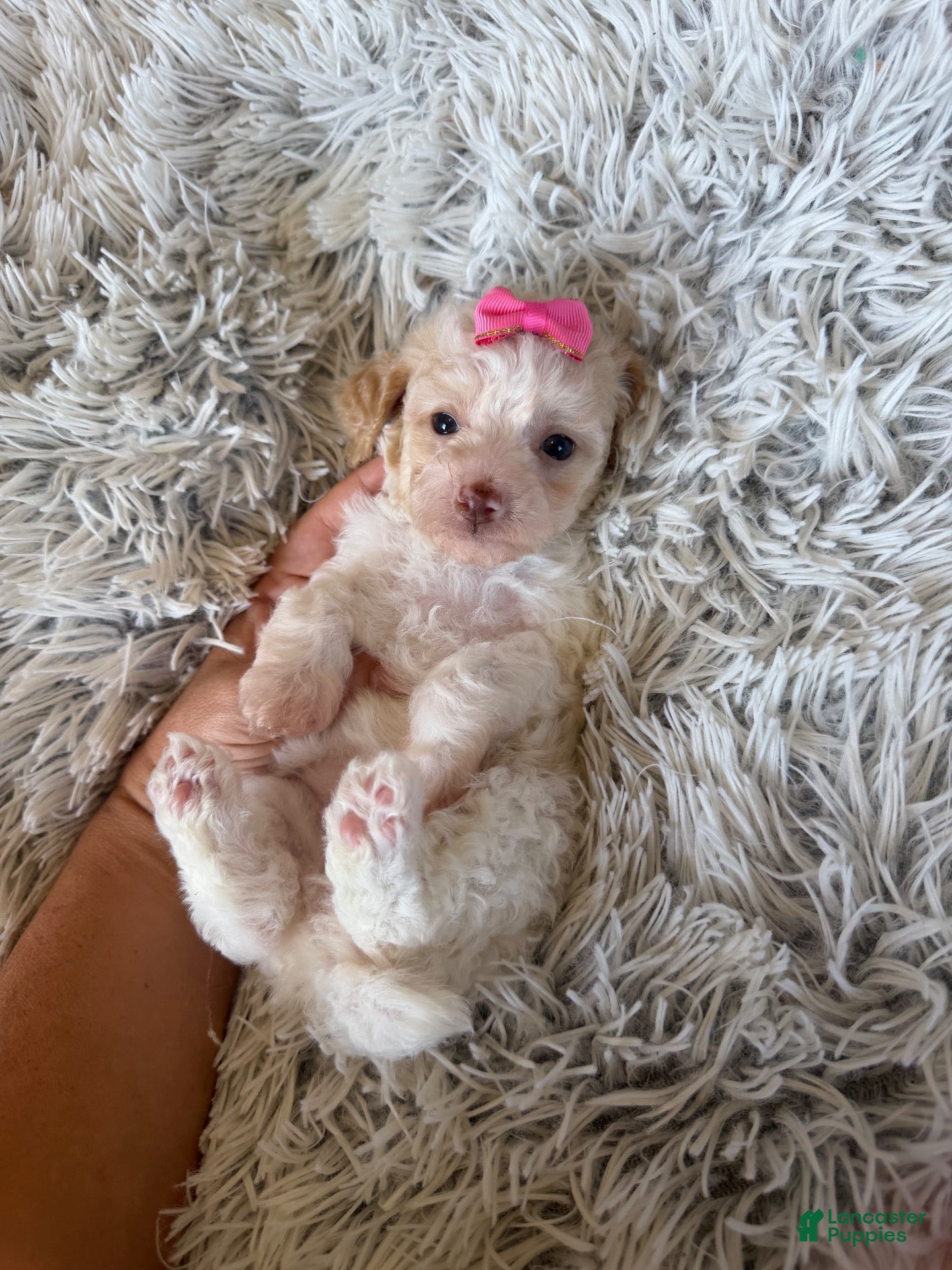 Miniature Poodle dogs Akc Clear 🧬 tested Chocolate Phantom Parti Girl  - Ad 17
