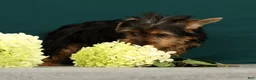 Yorkshire Terrier dogs for sale: Peppa - Ad 3