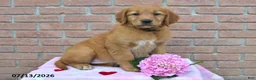 Golden Retriever dogs for sale: Izzy - Ad 3