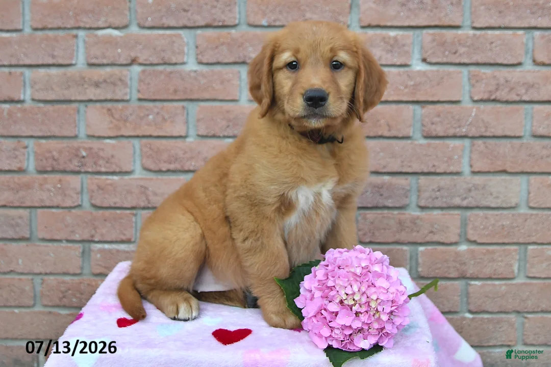 Golden Retriever dogs for sale: Izzy - Ad 3