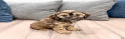 Cockapoo dogs for sale: Rao - Ad 4
