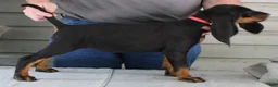 Black And Tan Coonhound dogs for sale: Poppy - Ad 1