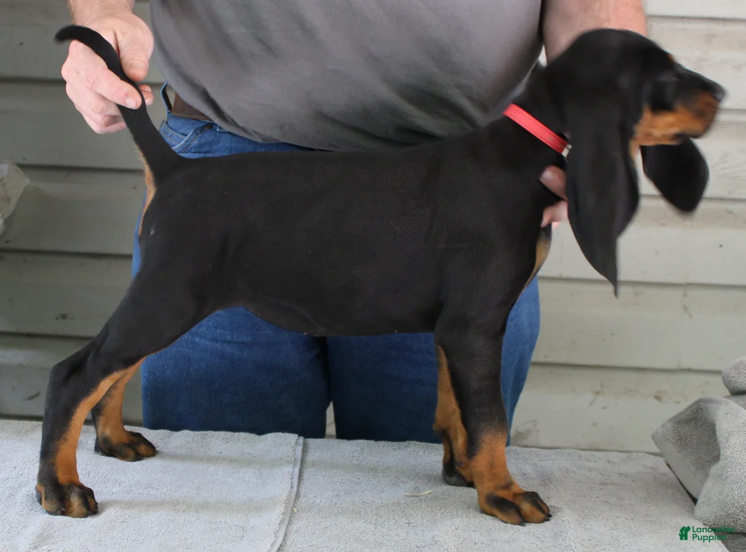 Black And Tan Coonhound dogs for sale: Poppy - Ad 1
