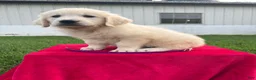 Golden Retriever dogs for sale: Dixie  - Ad 3
